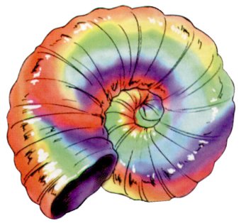rainbowshell.jpg (25679 bytes)